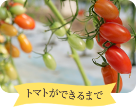 トマトができるまで