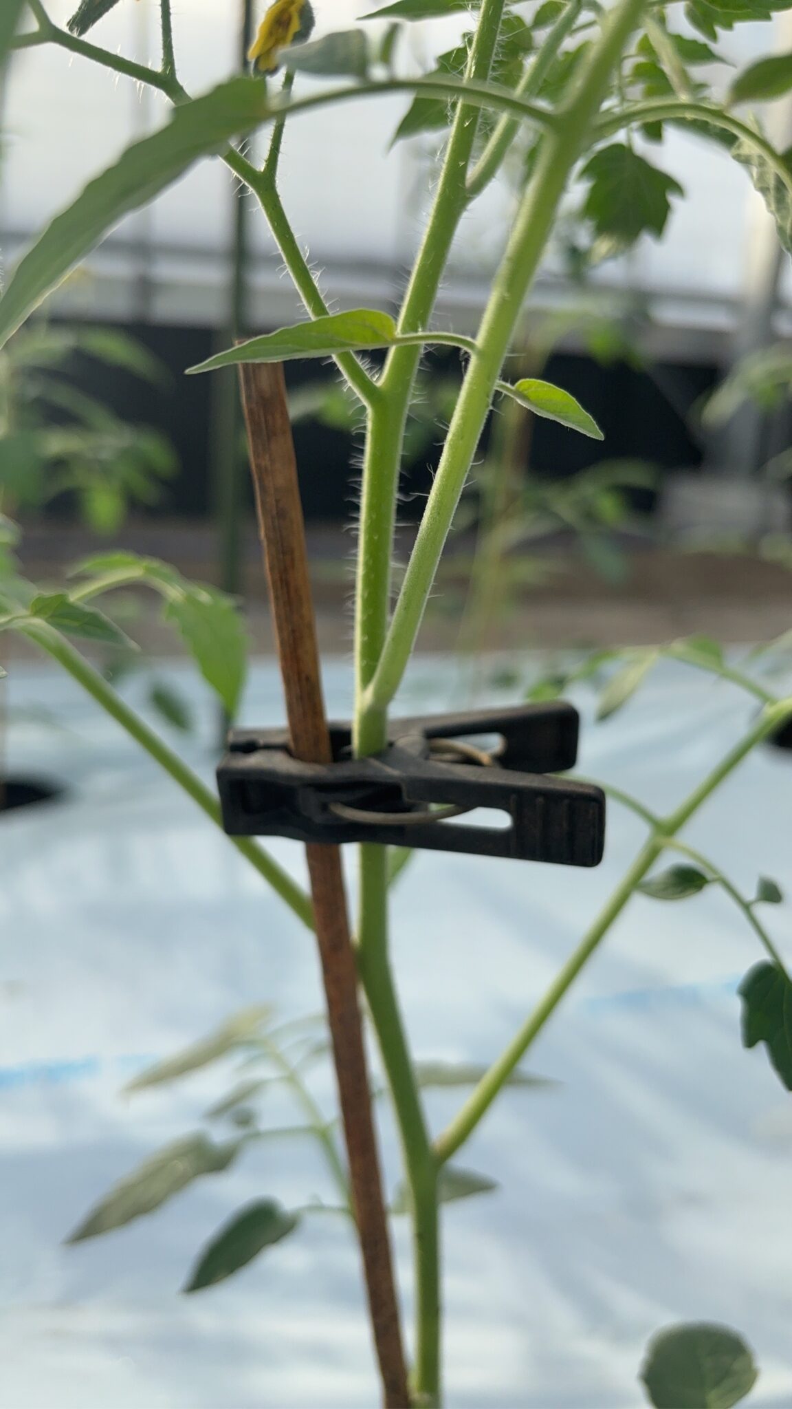 熊本のミニトマト「トマランタン」今シーズンの定植が始まりました！